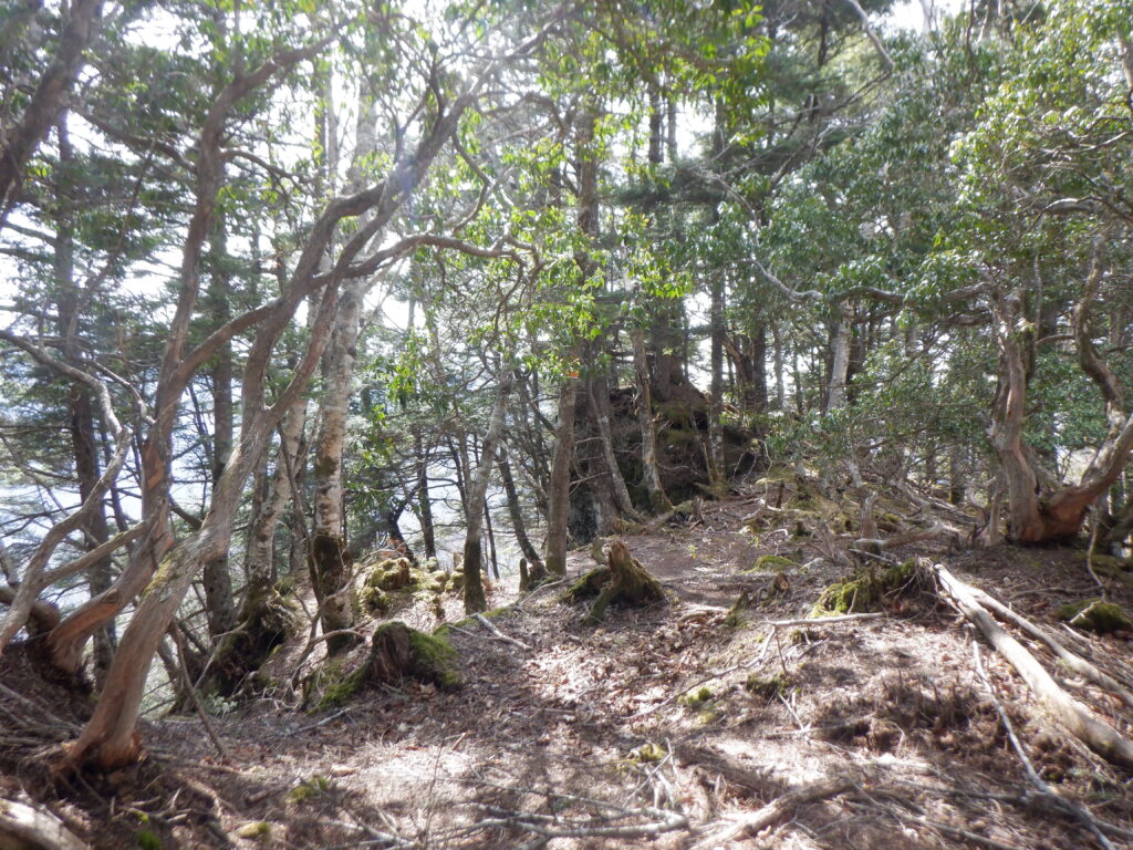 団子沢山頂周辺　展望なし