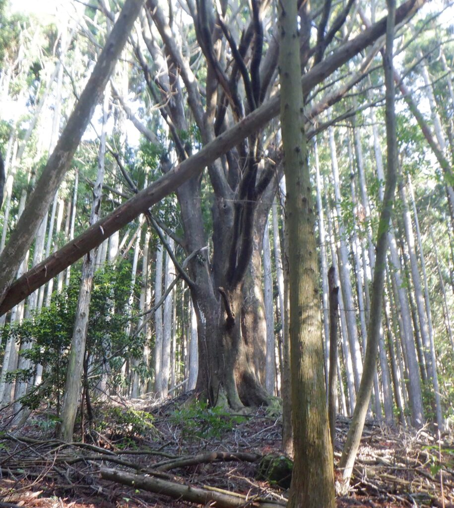 途中にあった大木。細い木ばかりだったので印象深い。